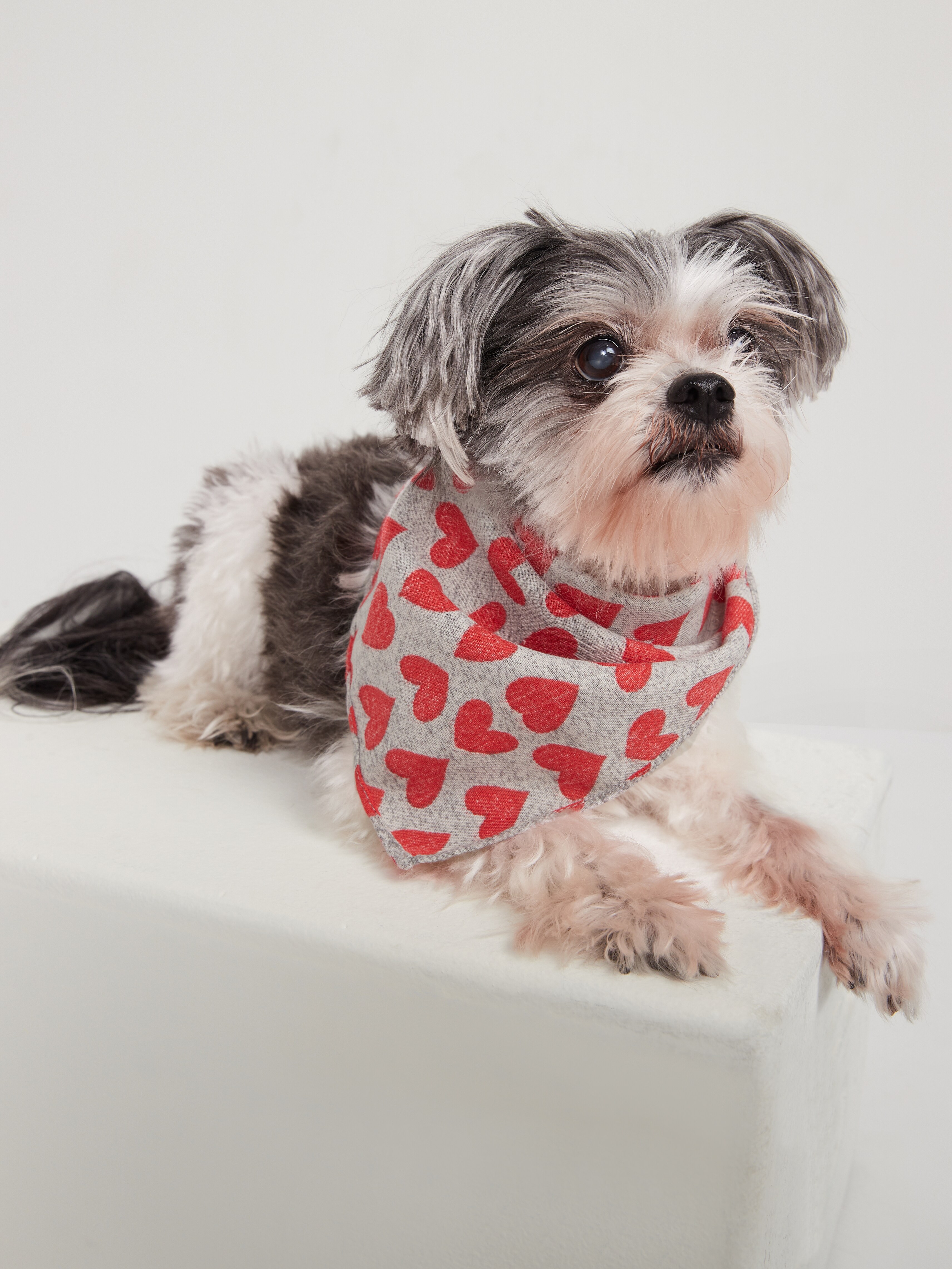 dog bandana old navy