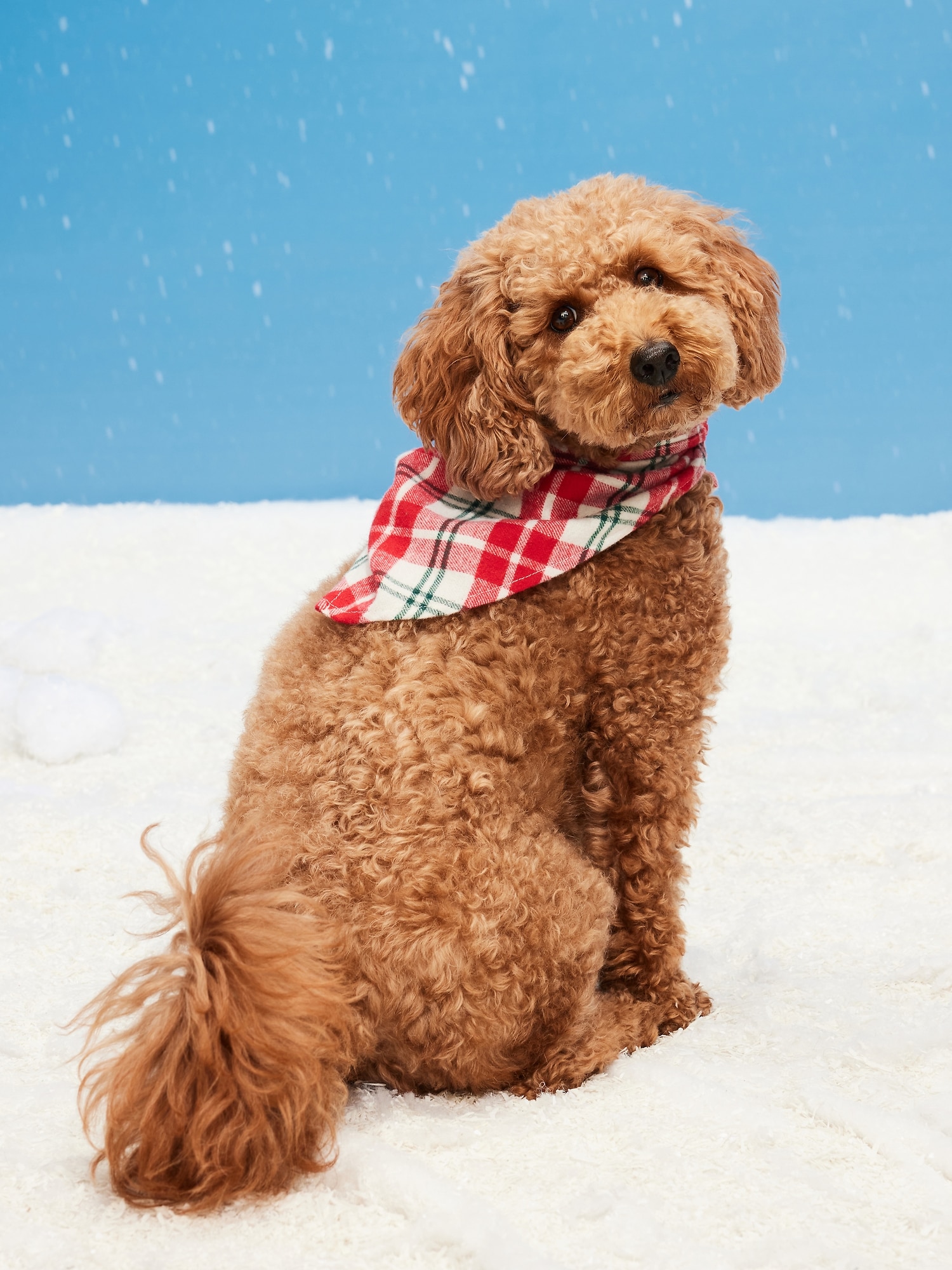Printed Bandana for Pets